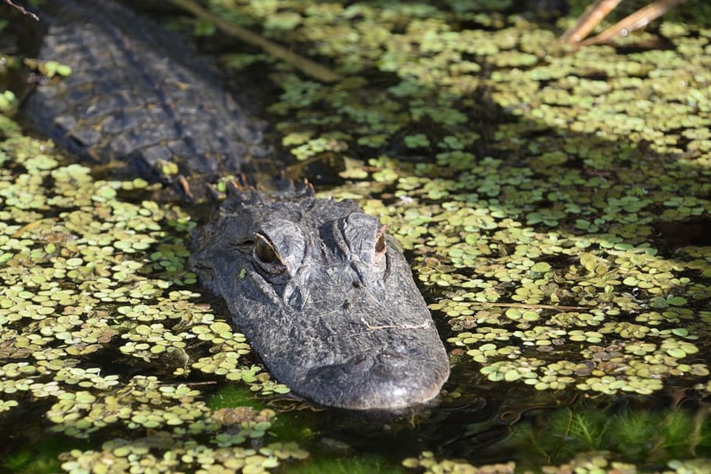 Alligator