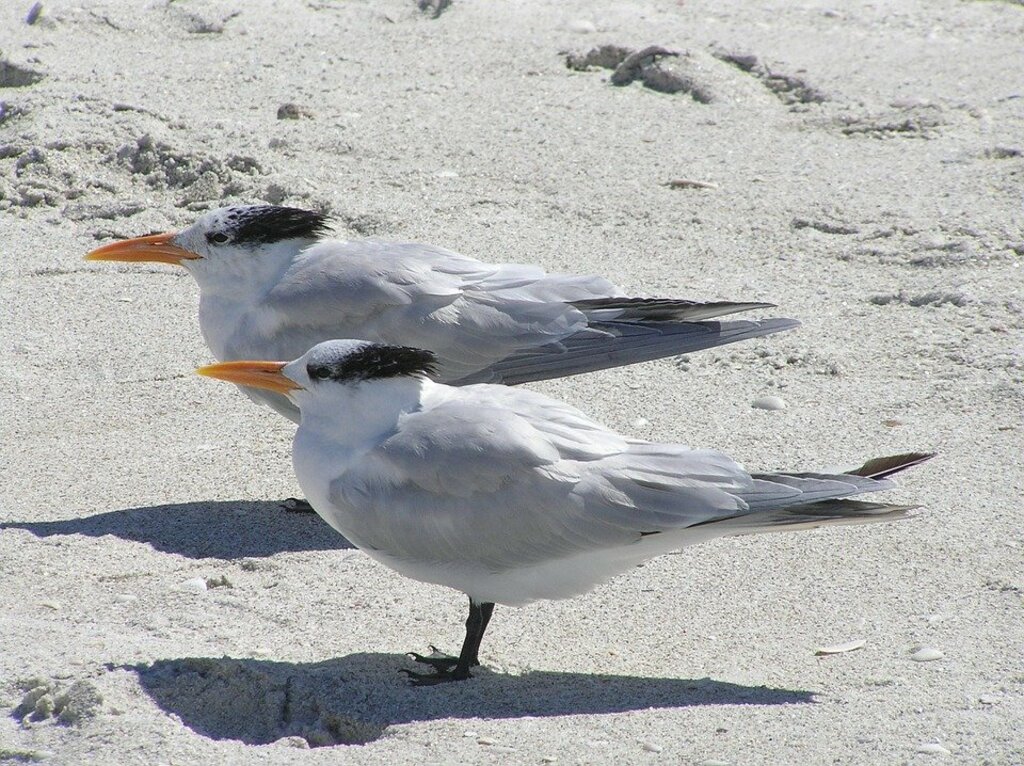 Royal terns at Florida beach