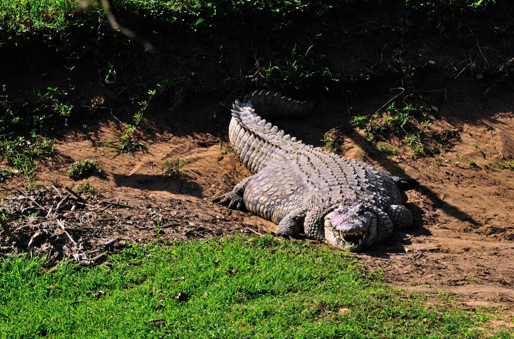 very fat nile crocodile basking in the sun