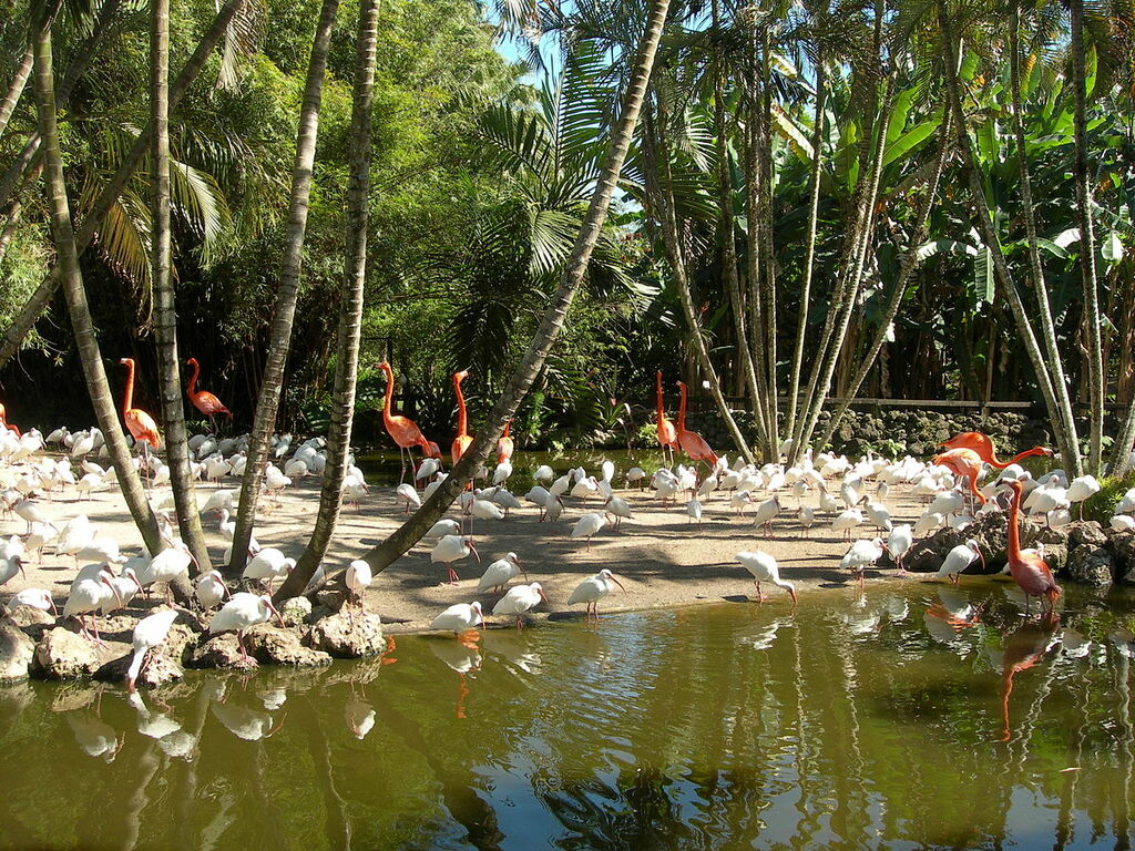 Flamingo-gardens