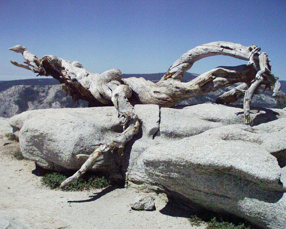 Sentinel Dome fallen tree