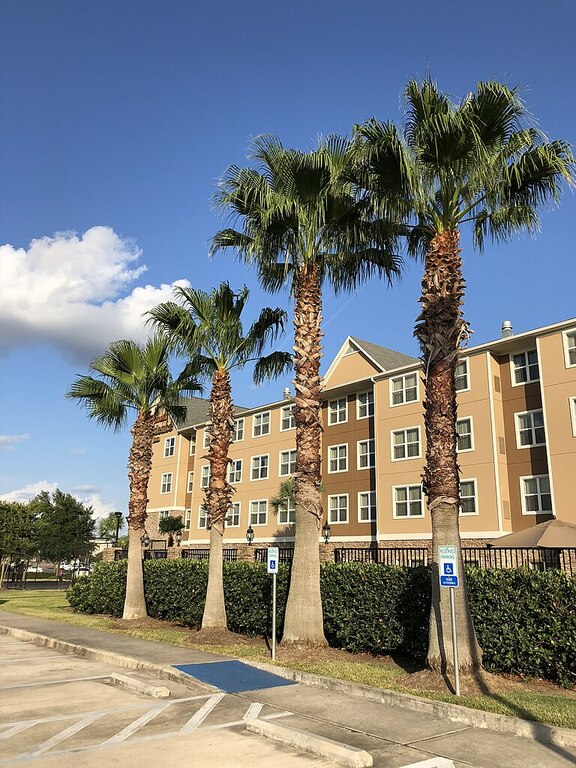 Palm trees along Katy Mills Parkway in Katy, Fort Bend County, Texas