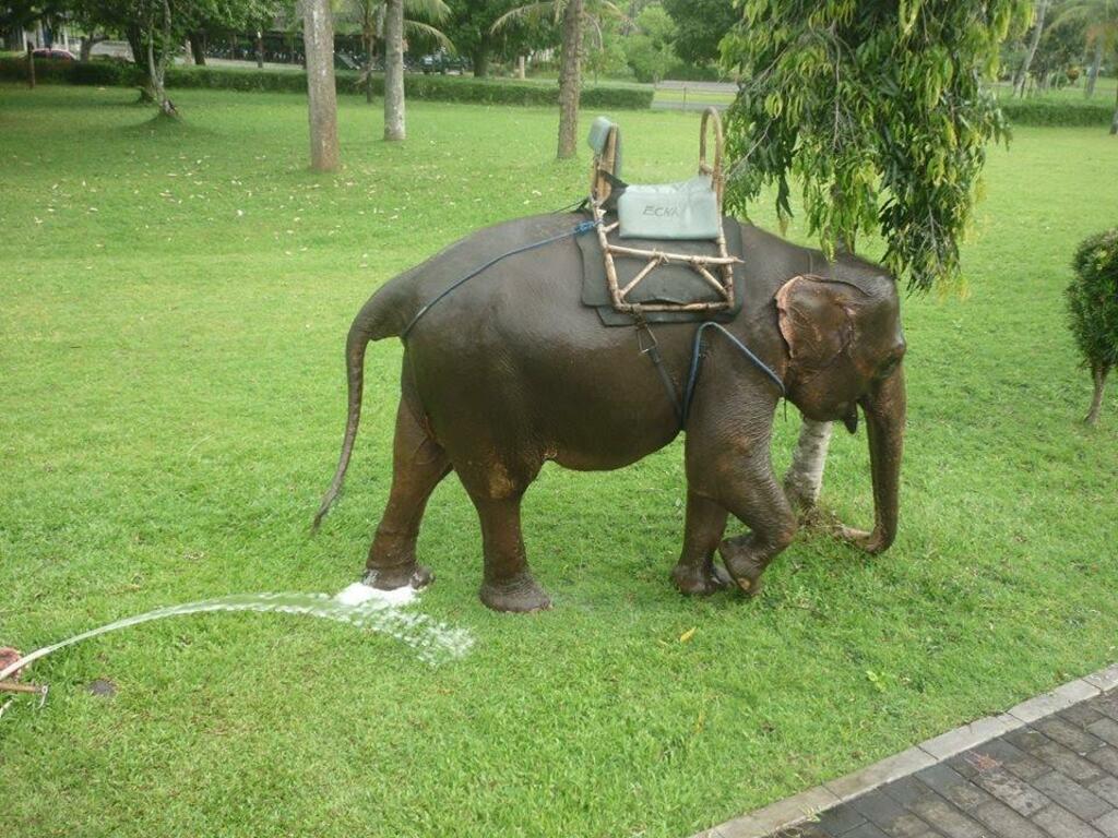 An elephant to ride on at Borobudur.