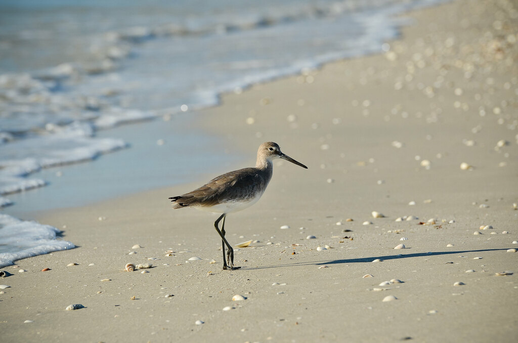 Bonita Springs, FL
