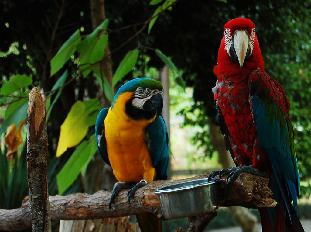 Two macaws -Gulf Breeze Zoo, Gulf Breeze, Florida, USA-8a