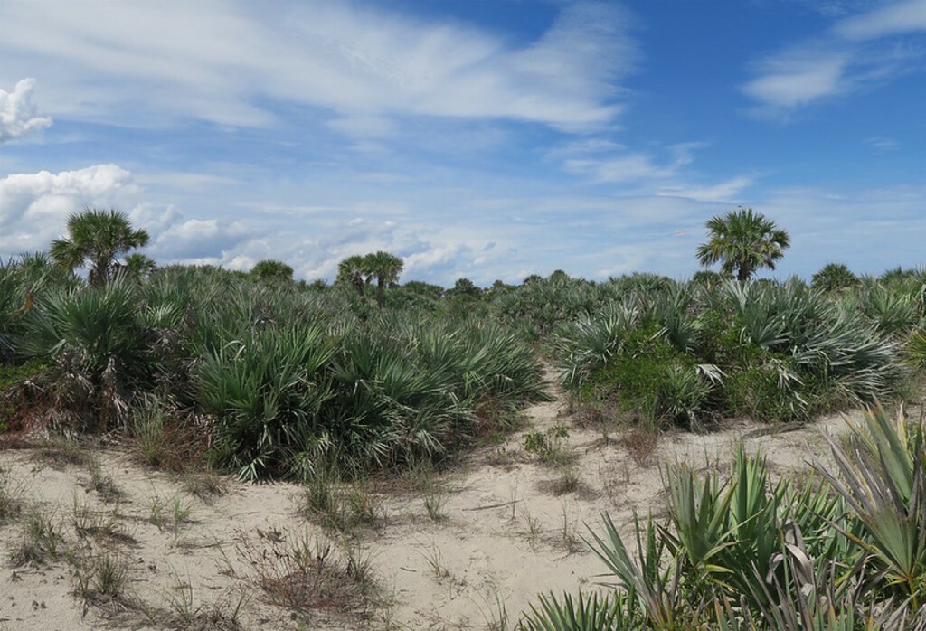 New Smyrna Dunes