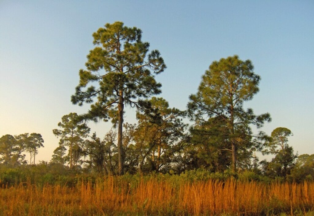 Slash-Pine-at-sunrise