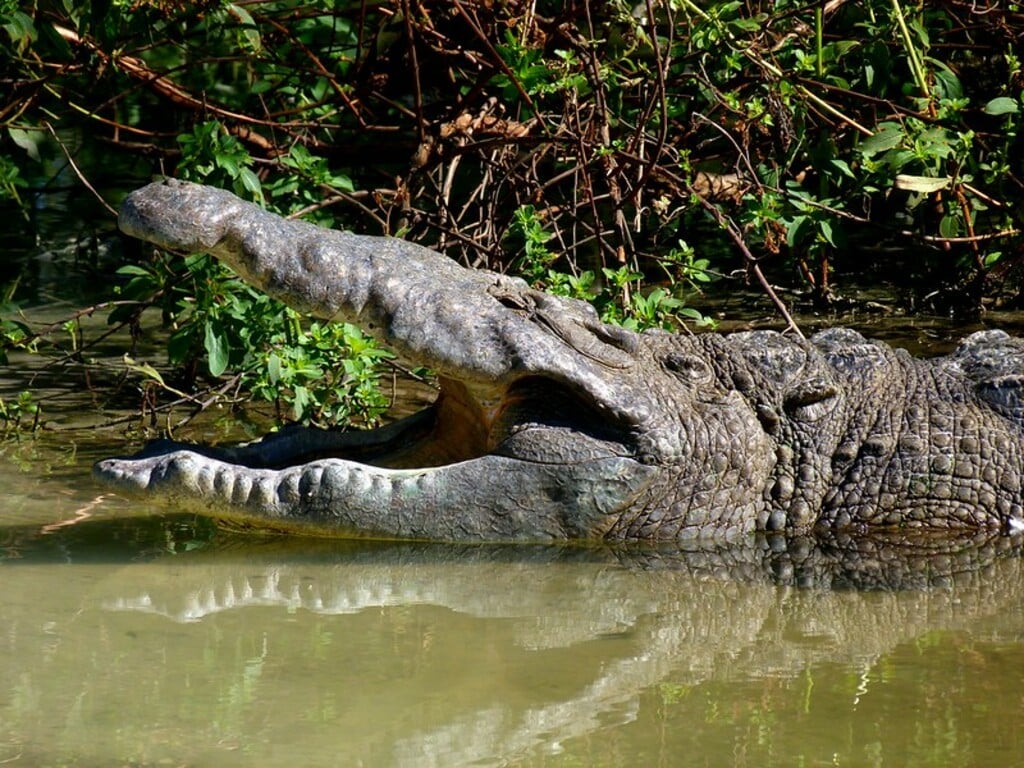 Gatorland, Orlando FL