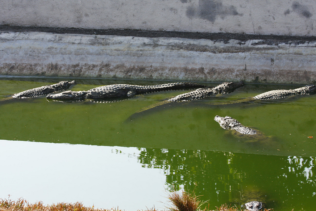 Neyyar Wildlife Sanctuary