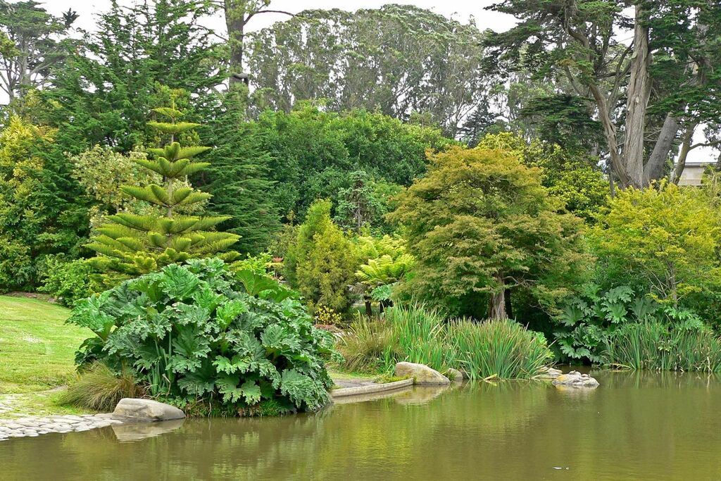 San Francisco Botanical Garden pond 2