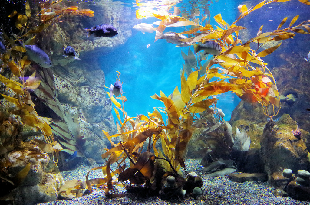 California Academy of Sciences 153