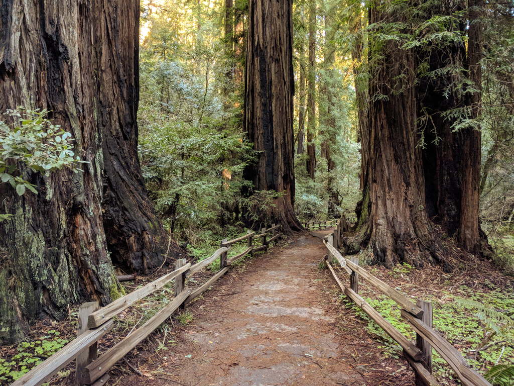 Muir Woods National Monument (46966706055)