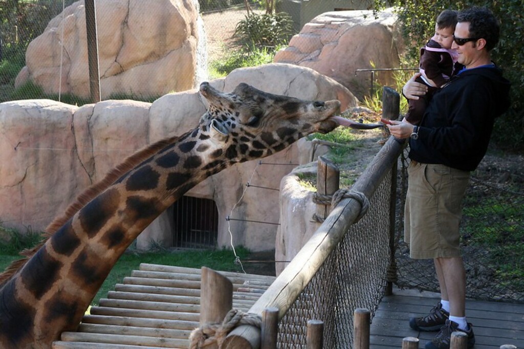 Giraffe feeding @ the Santa Barbara Zoo