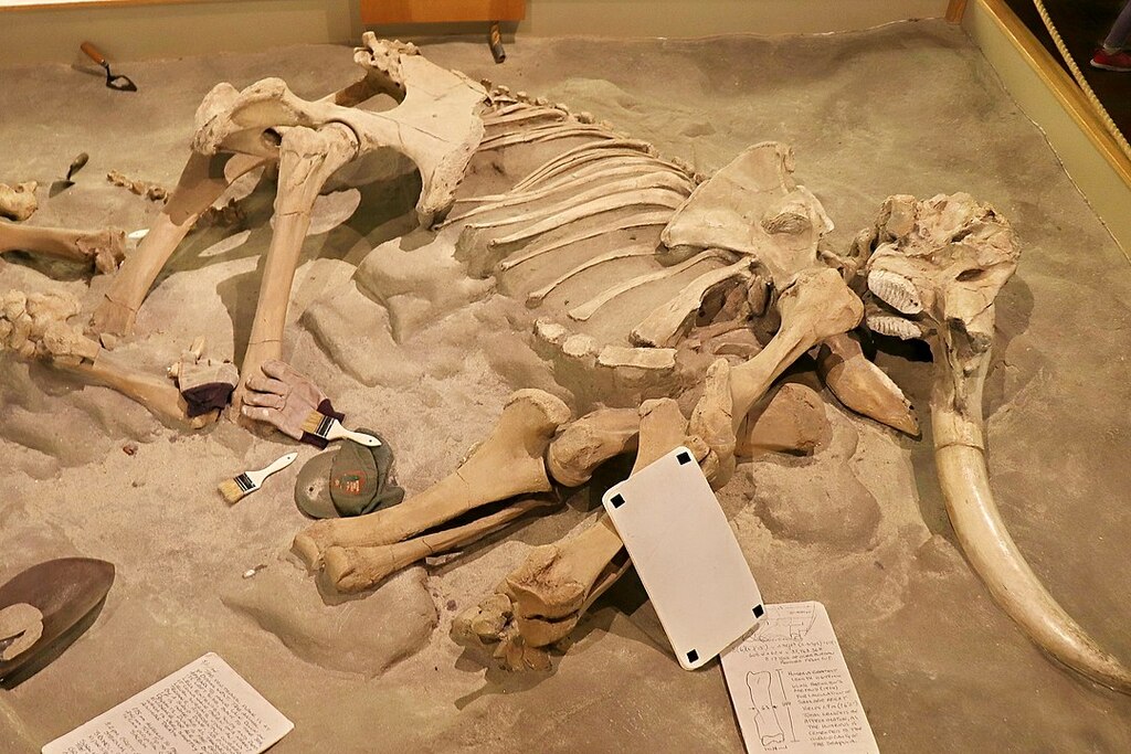 Mammuthus exilis, Santa Barbara, Natural History Museum