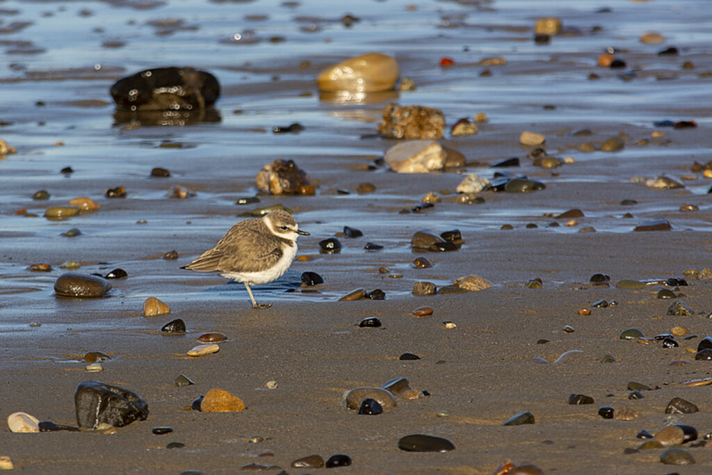 Snowy Plover at Coal Oil Point Reserve