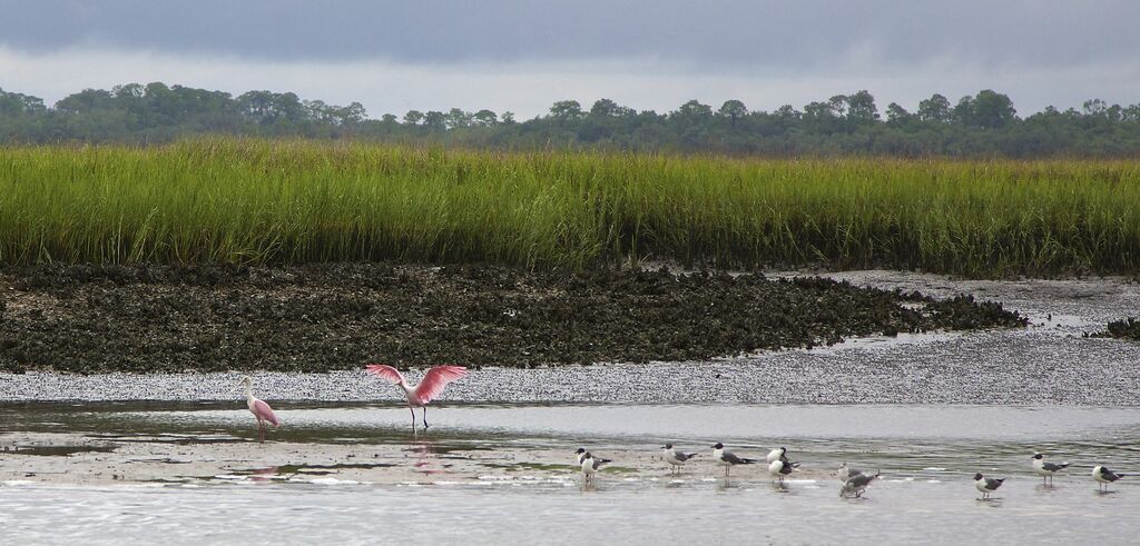 Amelia Island Mudflat