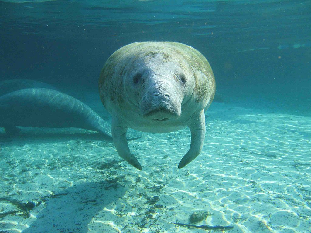 Here's Looking at You Kid - Meet a Florida Manatee