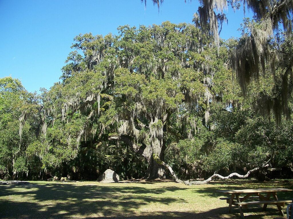 Ormond Beach FL Bulow Creek SP Fairchild Oak01