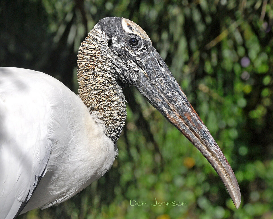 Wood Stork_9311