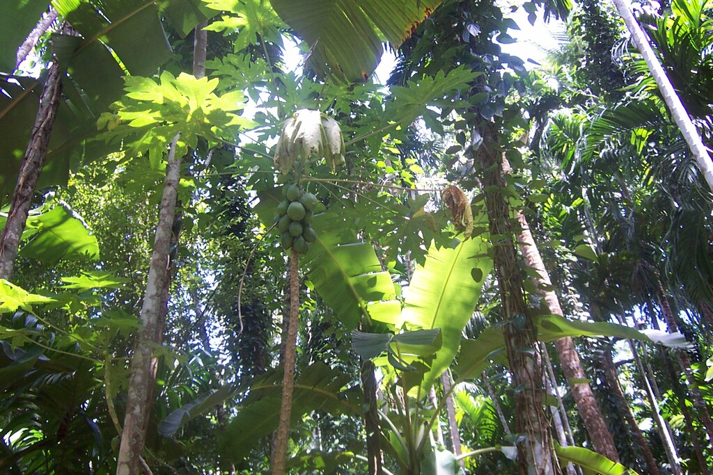 Spice garden, Goa