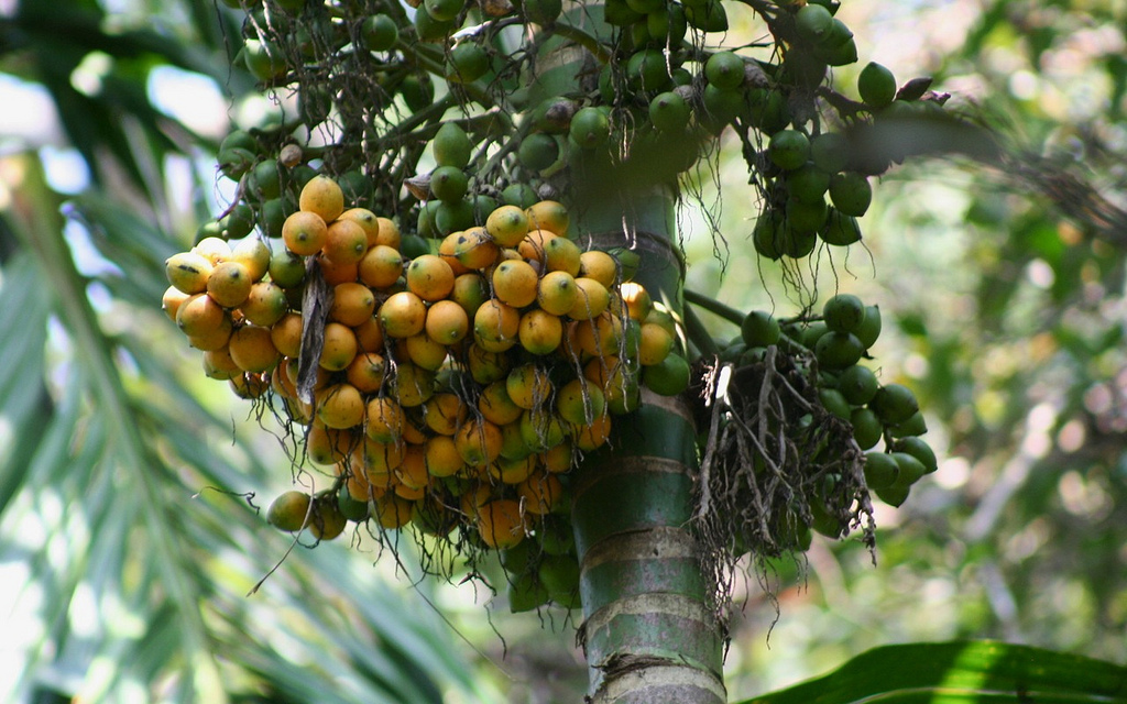 Arecanuts