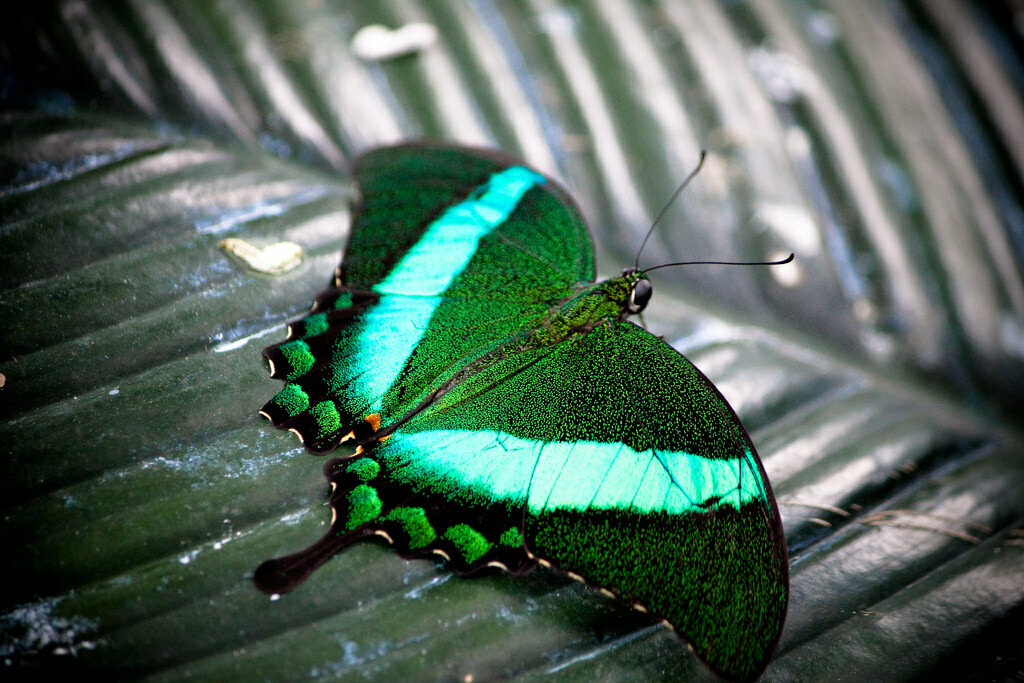 Emerald Swallowtail - Wings of Paradise Butterfly Conservatory-2