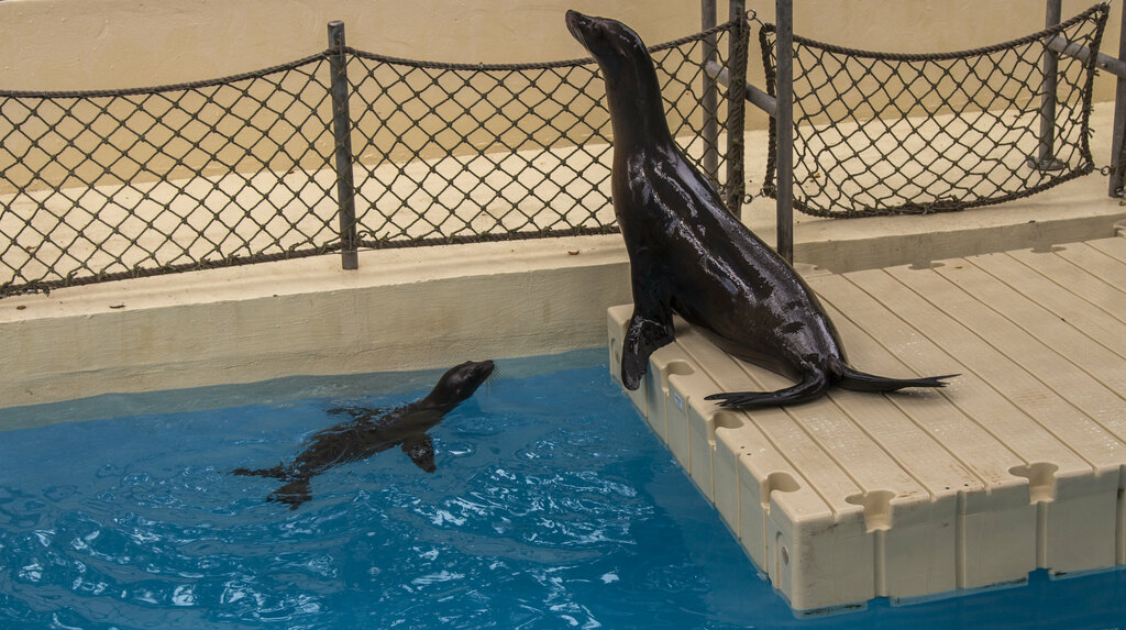 Nichols at Houston Zoo.