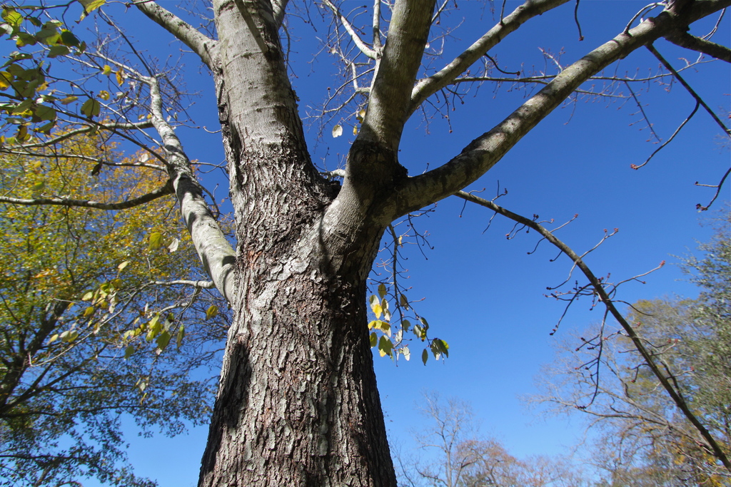 Tree, Sam Houston Memorial Park