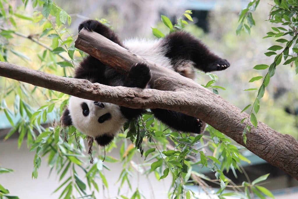 Xiao Liwu im San Diego Zoo - Foto 3