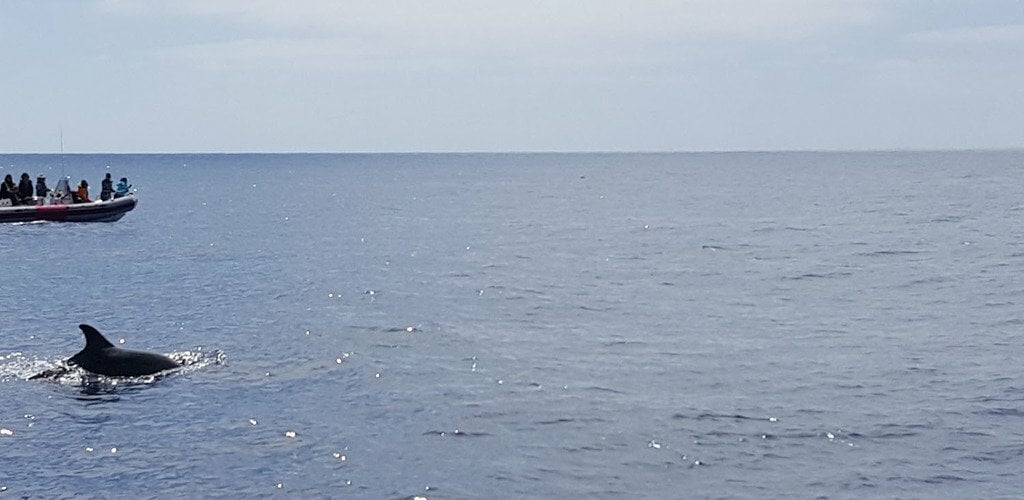 things to do in san diego, california | ‘sea’ the dolphins and the whales