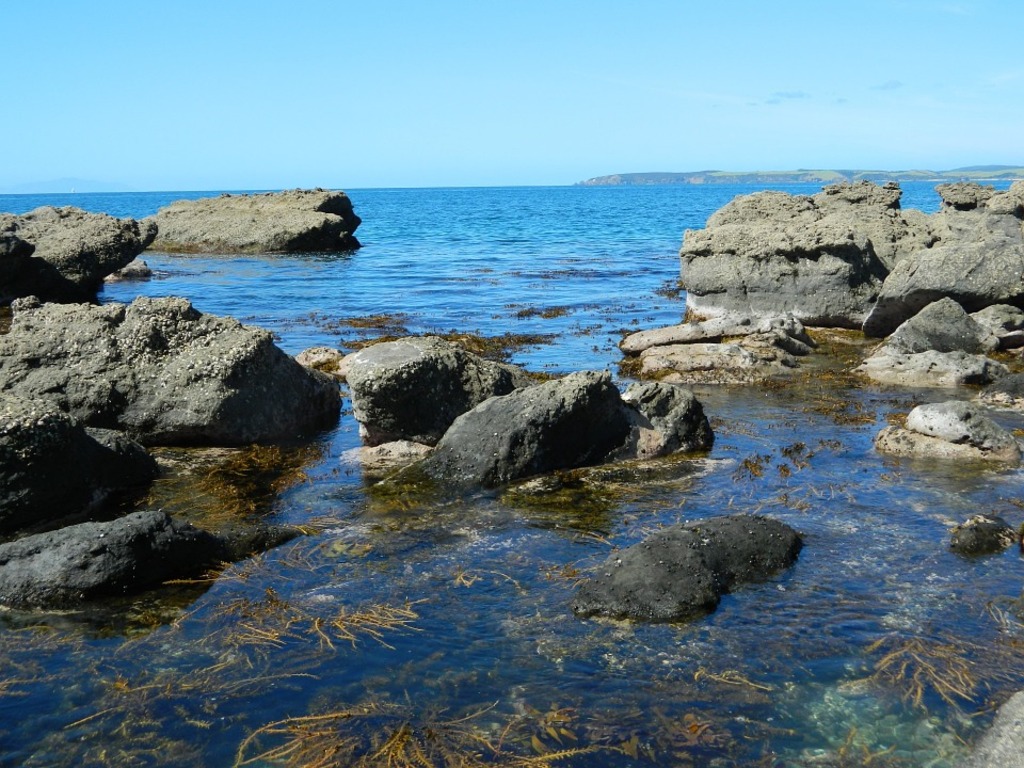explore the tide pools at point loma