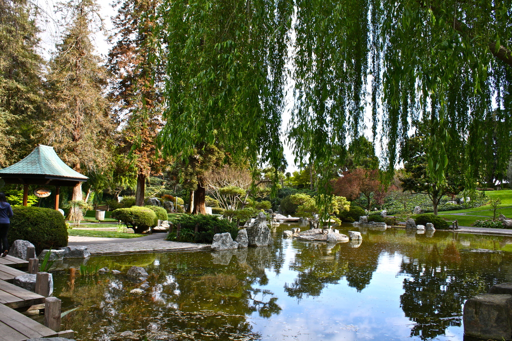 Lower pond at Japanese Friendship Garden in San Jose