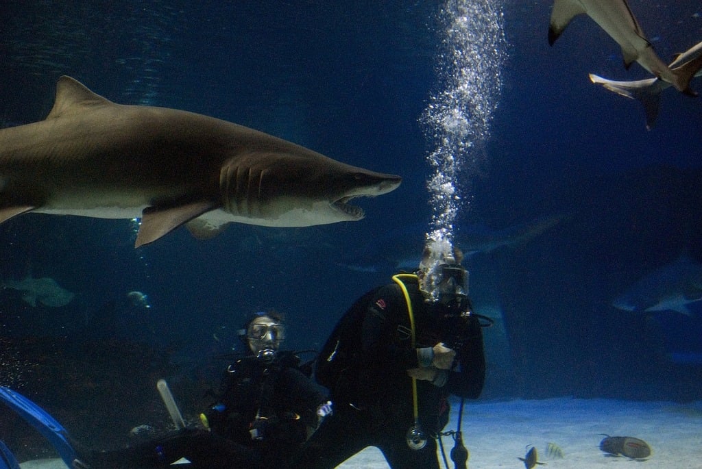 Diving with sharks