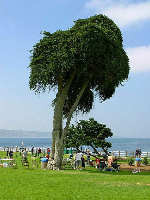 Ellen browning scripps park in La Jolla
