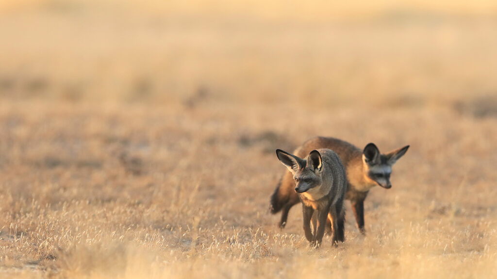 Bat-eared fox, Otocyon megalotis, at Kgalagadi Transfrontier Park, Northern Cape, South Africa (34649391210)