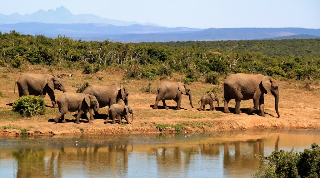 Elephant safari