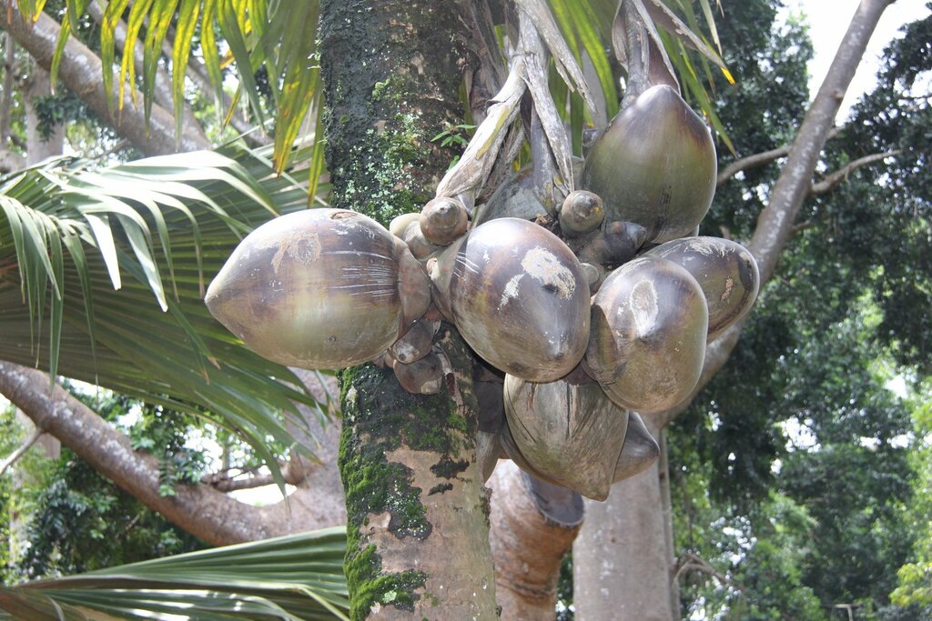 Big coconuts in Sri Lanka