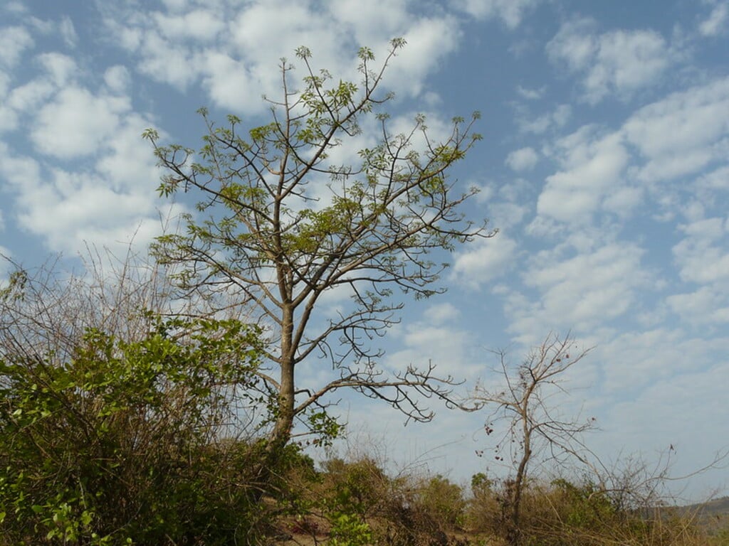 ... at Kamshet