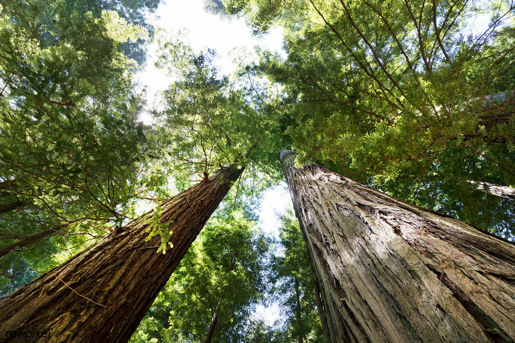 The Redwood National and State Parks. Original image from Carol M. Highsmith’s America, Library of Congress collection. Digitally enhanced by rawpixel.