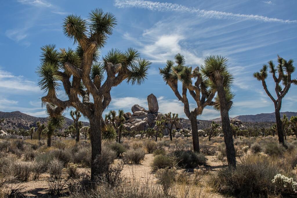 Joshua Tree National Park
