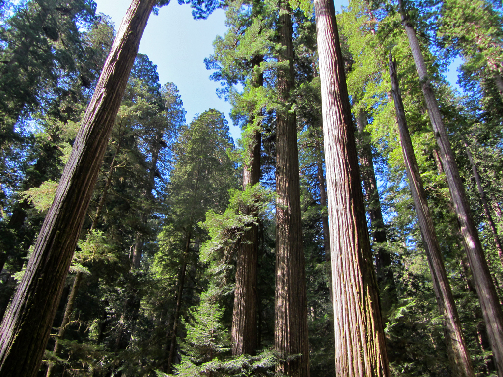 Redwood Forest in CA