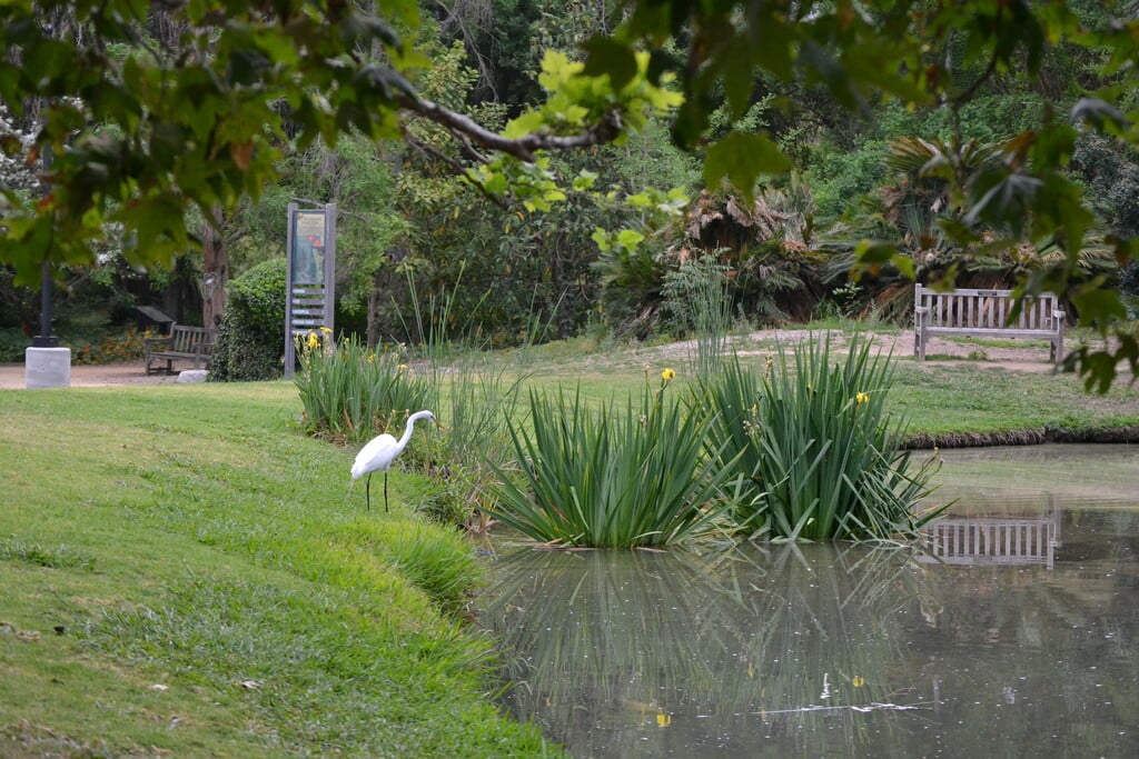 Fullerton Arboretum