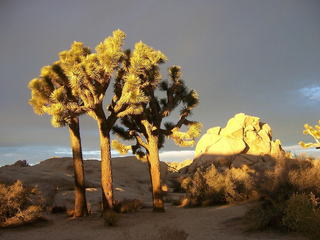 Joshua Trees in Joshua Tree NP 1
