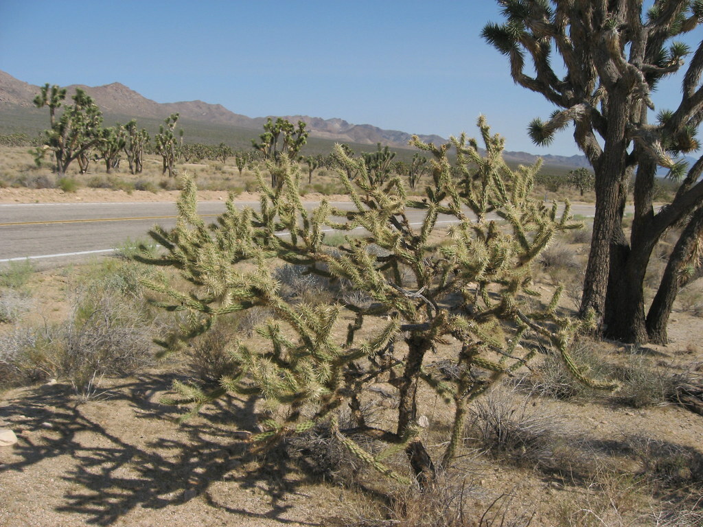 Mojave National Preserve, California