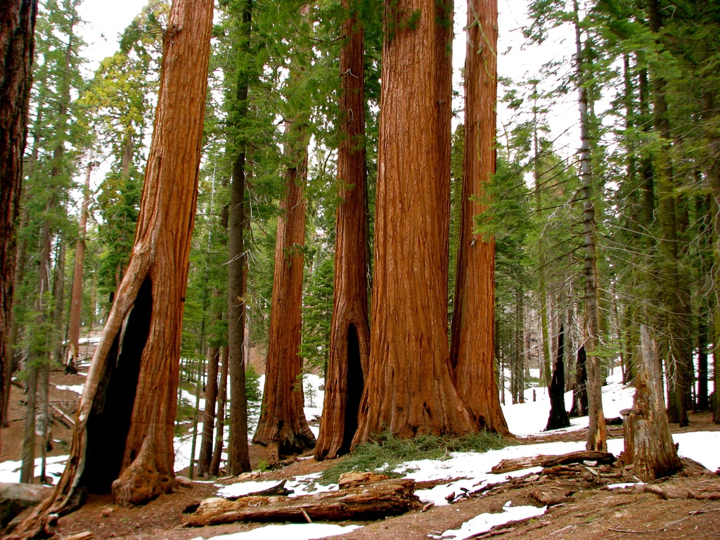 Sequoia & Kings Canyon