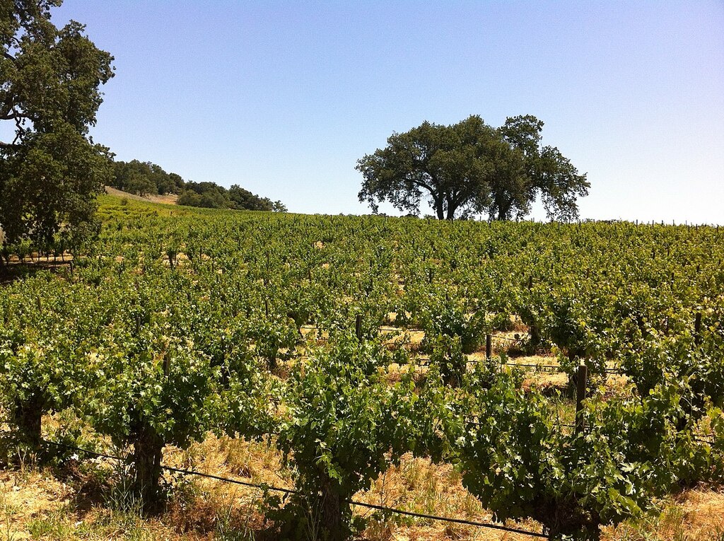 Justin Vineyards in Paso Robles AVA