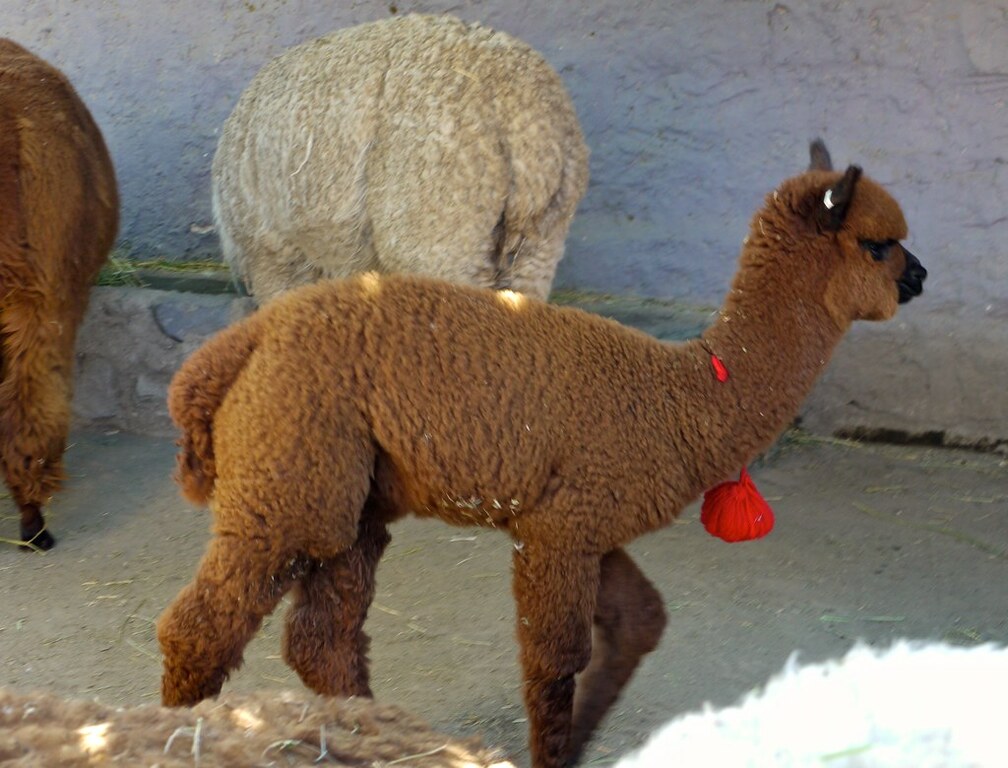 Mundo Alpaca