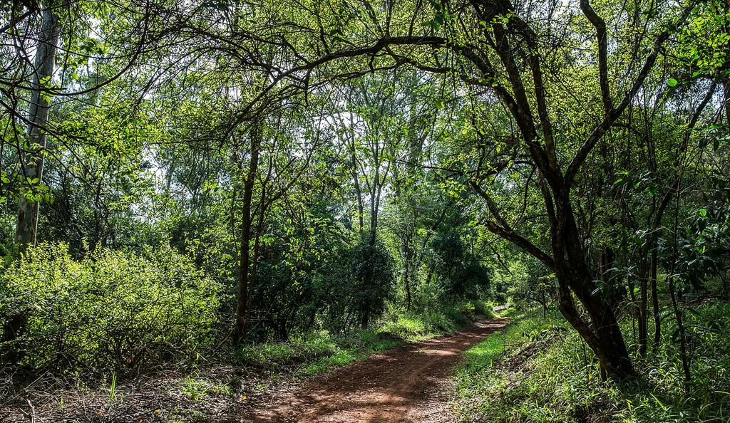 Karura Forest Nairobi 03