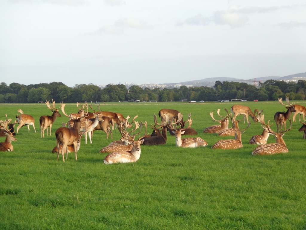 Phoenix Park Dublin