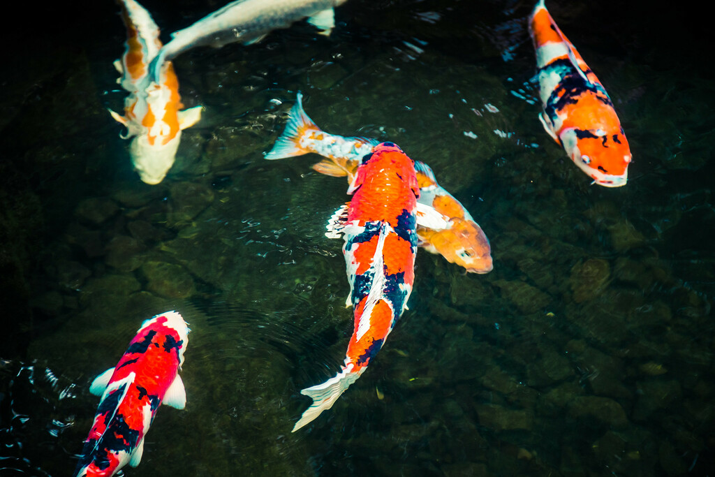Koi Pond - Portland Japanese Garden